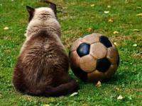 FB体育官方网站-多特蒙德战平国米，贝尔扑点救主欧冠战局